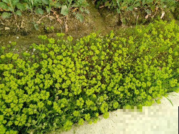 见到这种野草，不要随便采，碰到眼睛会肿起来！