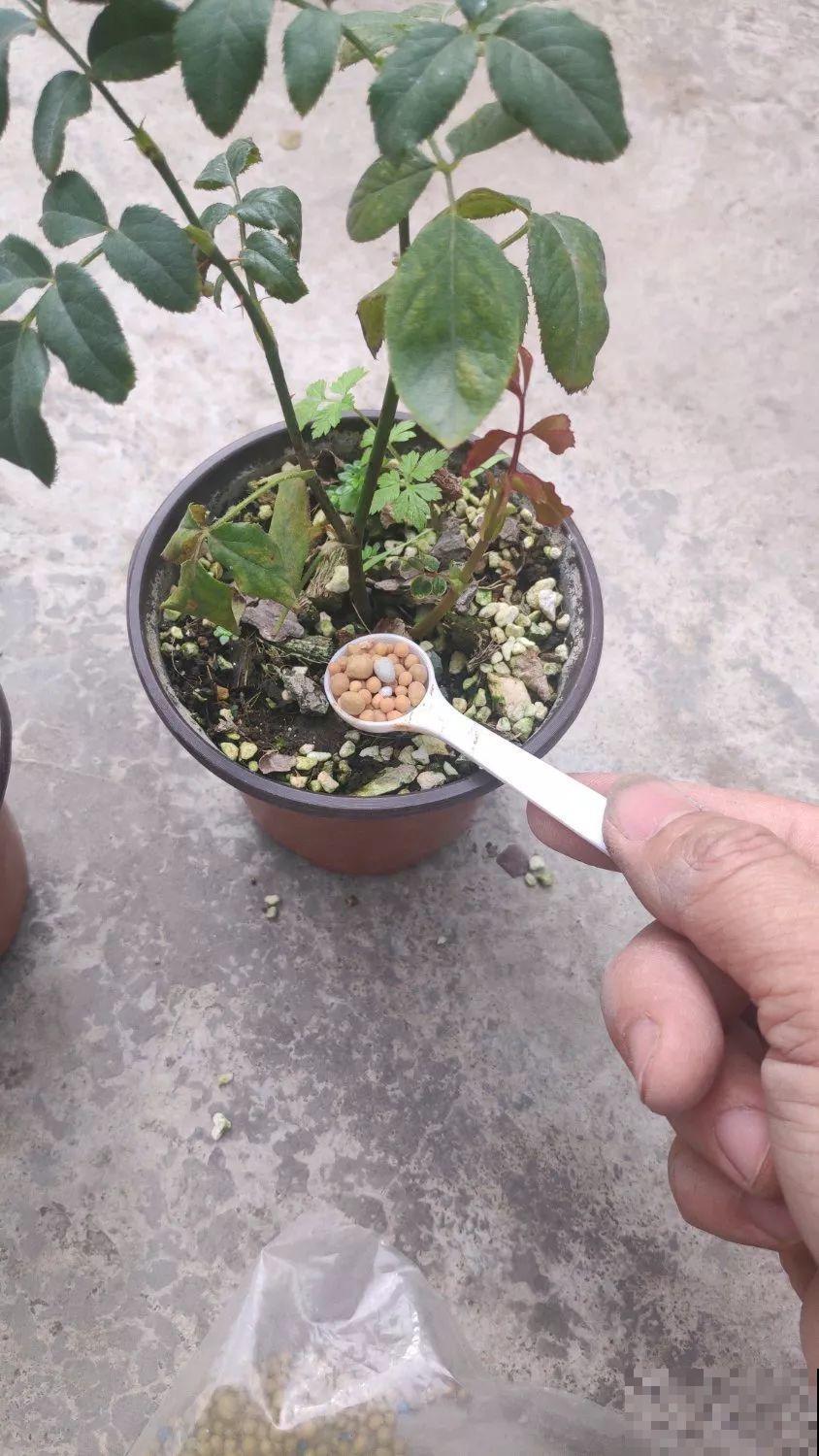 趁着冬天，给月季用点肥，长得壮实还不招虫！