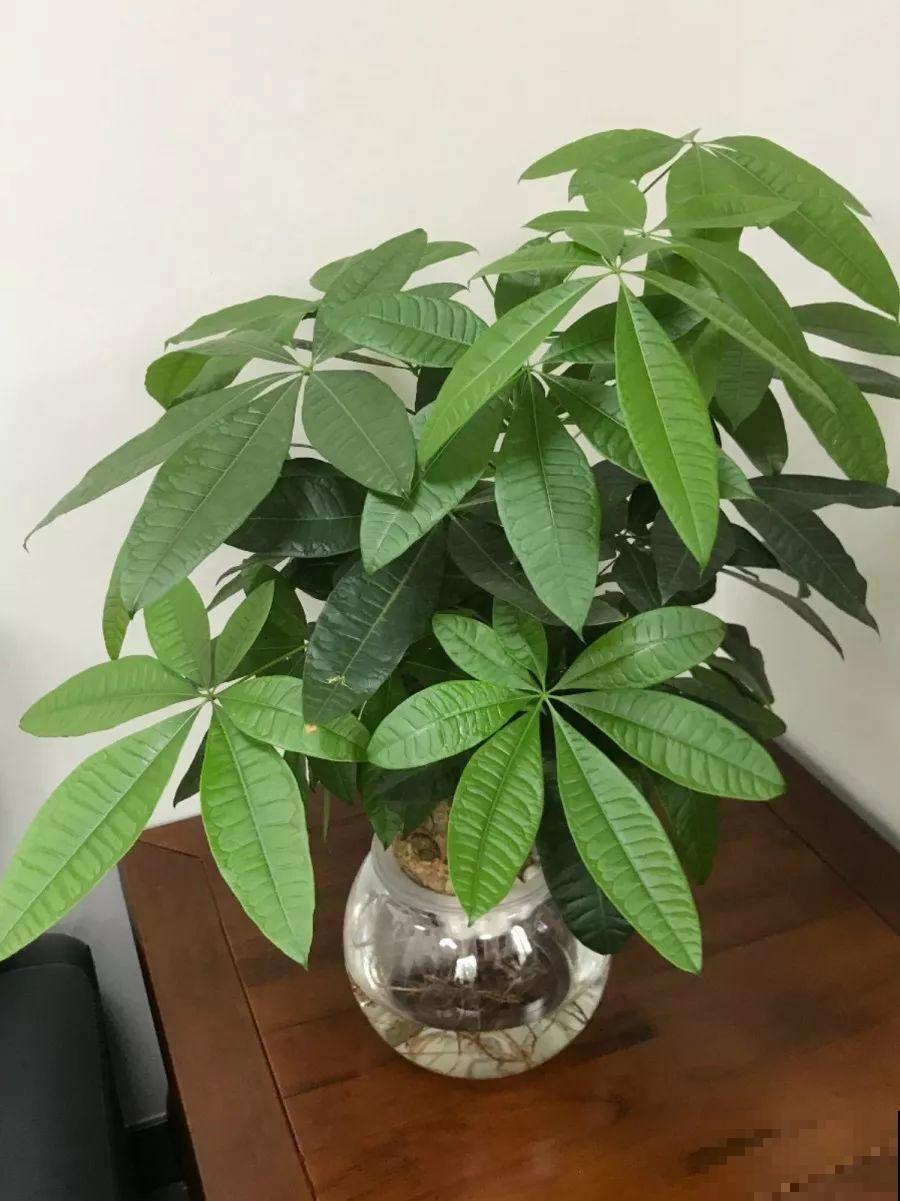 1杯水就能养活的花，干净卫生，家里养有气质！