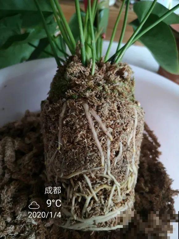 1棵长寿花，冒出124个花箭，开花开成大锅盖，咋养的？
