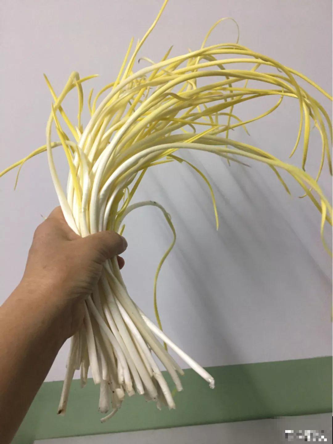 自己在家种点它，10天半月就能吃，不用出门买了！