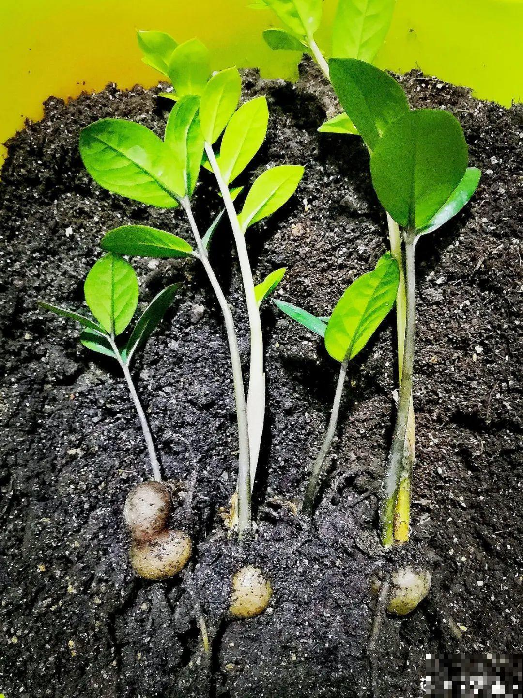 开完花的蟹爪兰，叶子摘一摘，放在梳子上遇水就生根！