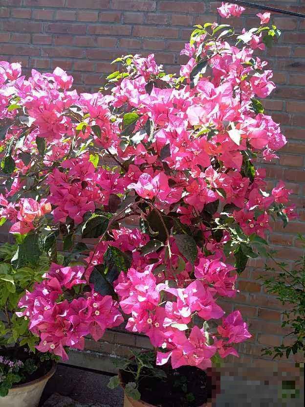这花“体积大”，适合种在大盆里，盆越大花长得越旺