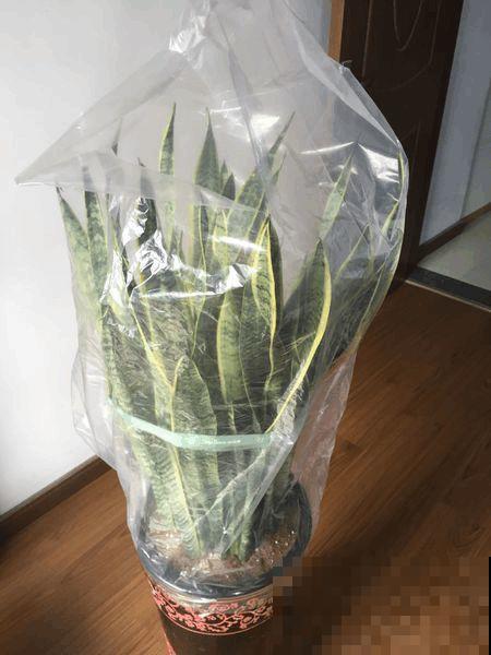 花变成这样，立马剪撒点粉，否则撑不过7天！