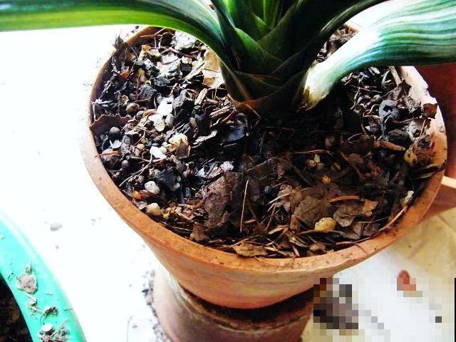 换盆时间到了，家里有这花，换完就窜新芽！