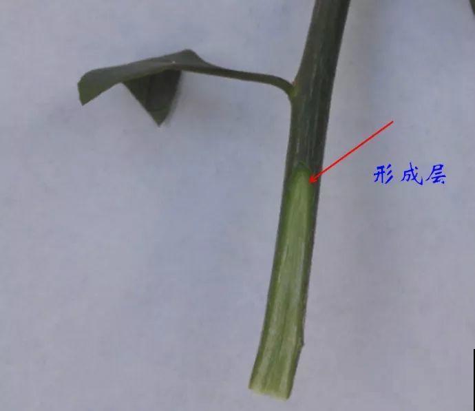 3棵茶花绑一绑，1年变成大老桩，懒人也能养成！