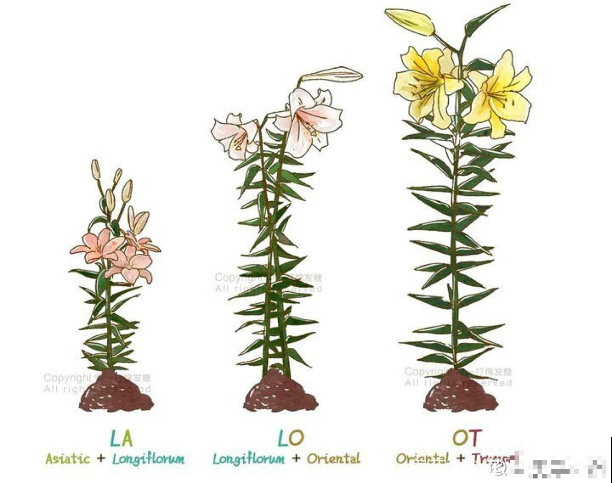 3月最适合种的花，门口栽一丛，开花又大又香！