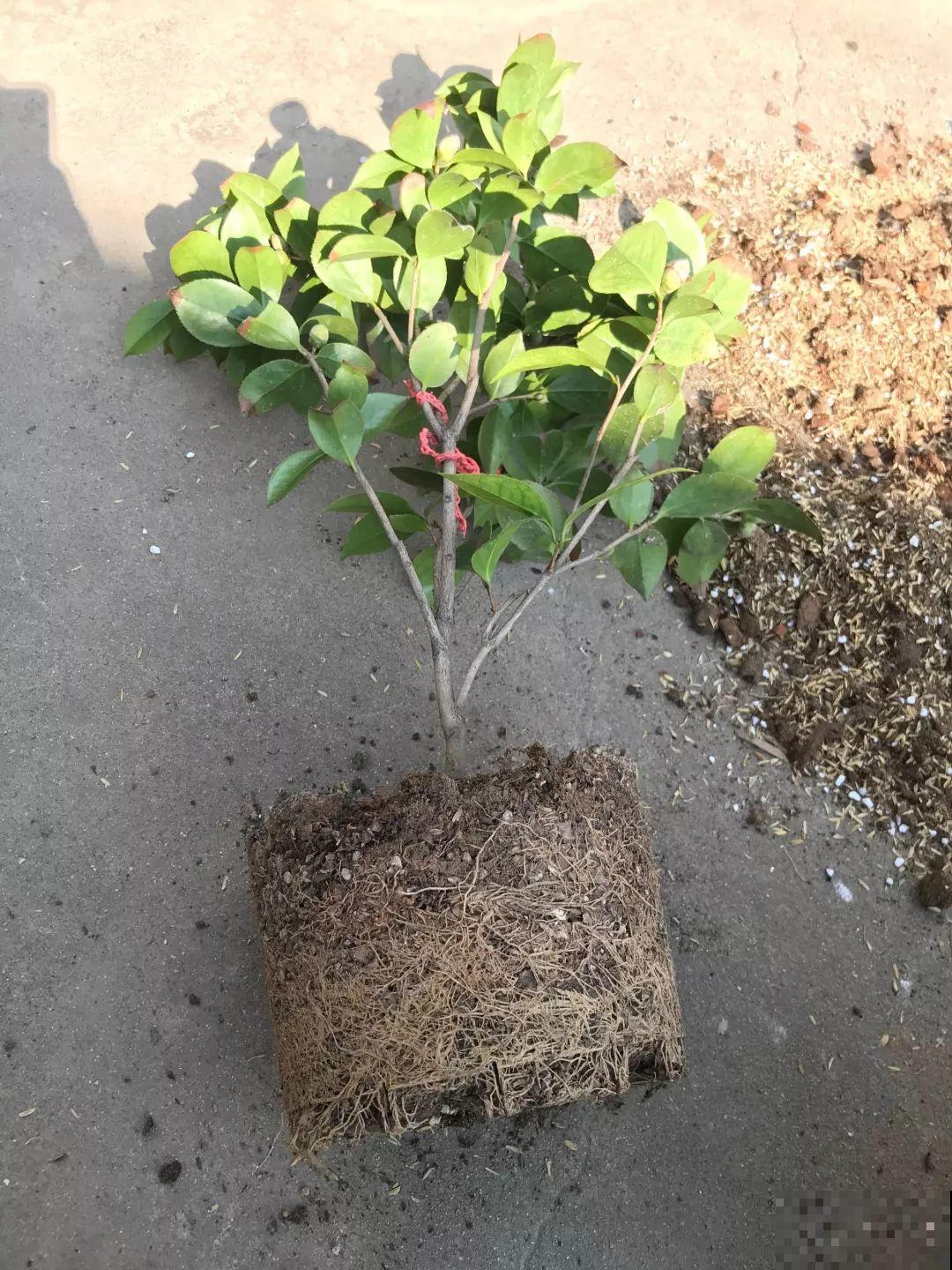 茶花也要补营养，浇水的时候掺点它，长得壮开花多！