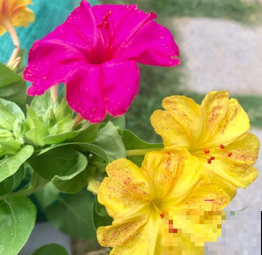 小时候经常玩的4种花，农村遍地都是，名字土开花却很美！
