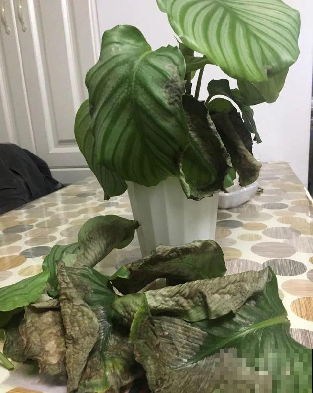 这花太娇气，忘了给它喷水，叶子直接干成杂草！
