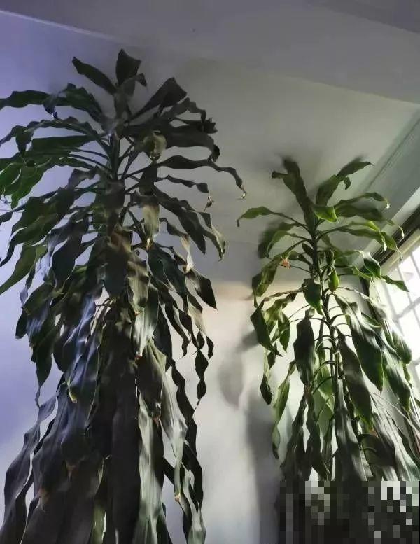 这花长到4米高，顶破屋顶太愁人，砍1刀冒出一圈芽！