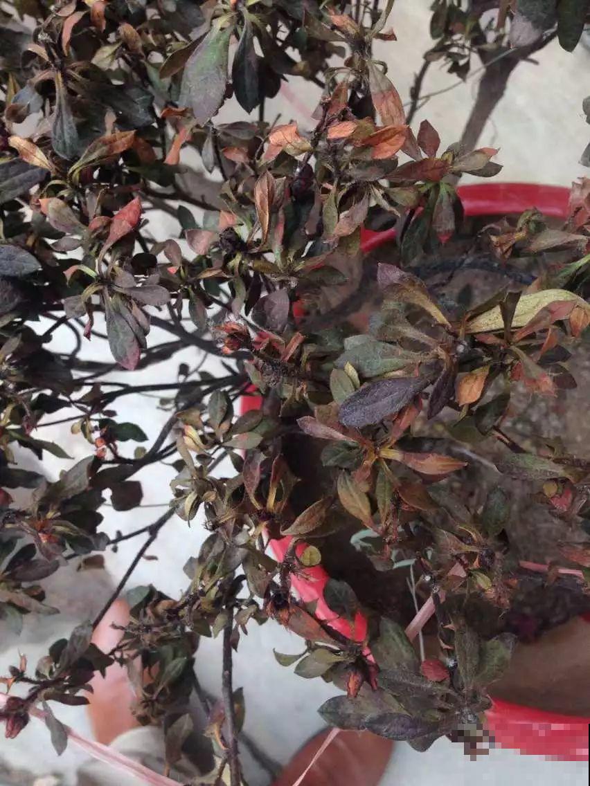 假期延长20天，家里的花全都蔫巴巴，抓紧救，还能活！