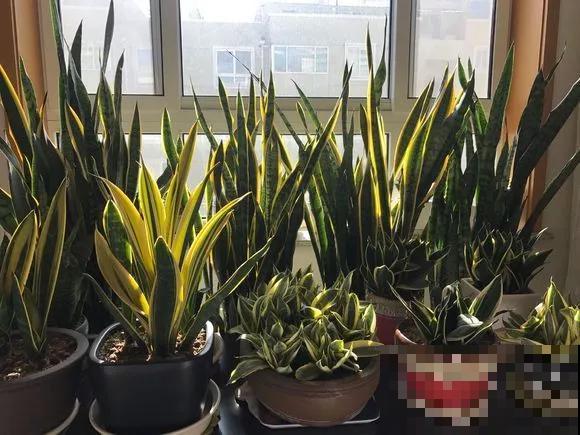 细菌最怕5种花，家里养一盆，全家都健康！