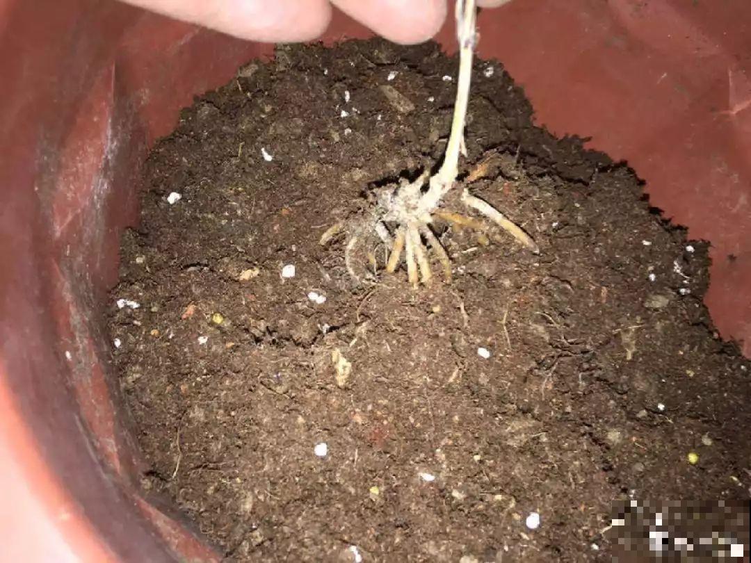 换盆时间到了，家里有这花，换完就窜新芽！
