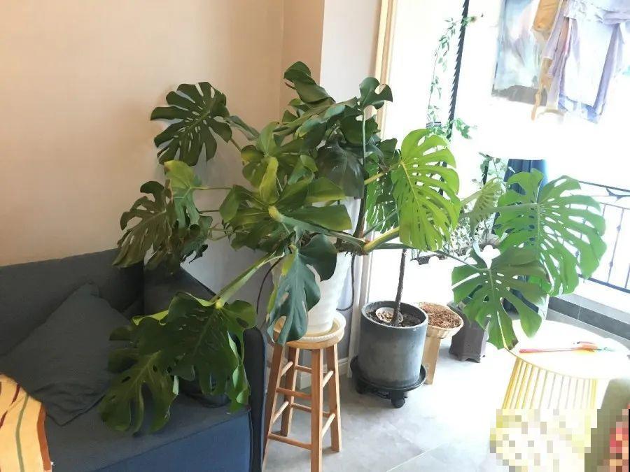 给这花换盆，土里扒出30个崽，根本不用扦插！
