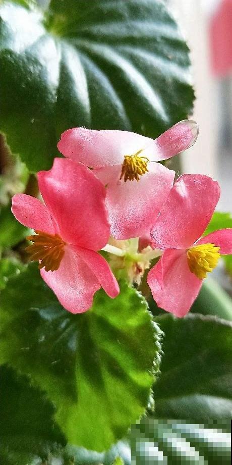 原来这花真的能连开四季，只要做好这件事，过年谁见了都羡慕！