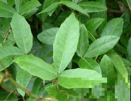 屋后发现一大丛野草，原来叫这名，还能在家种！