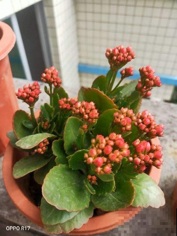 这两种花，开起来没完没了，阳台都变得热闹起来！