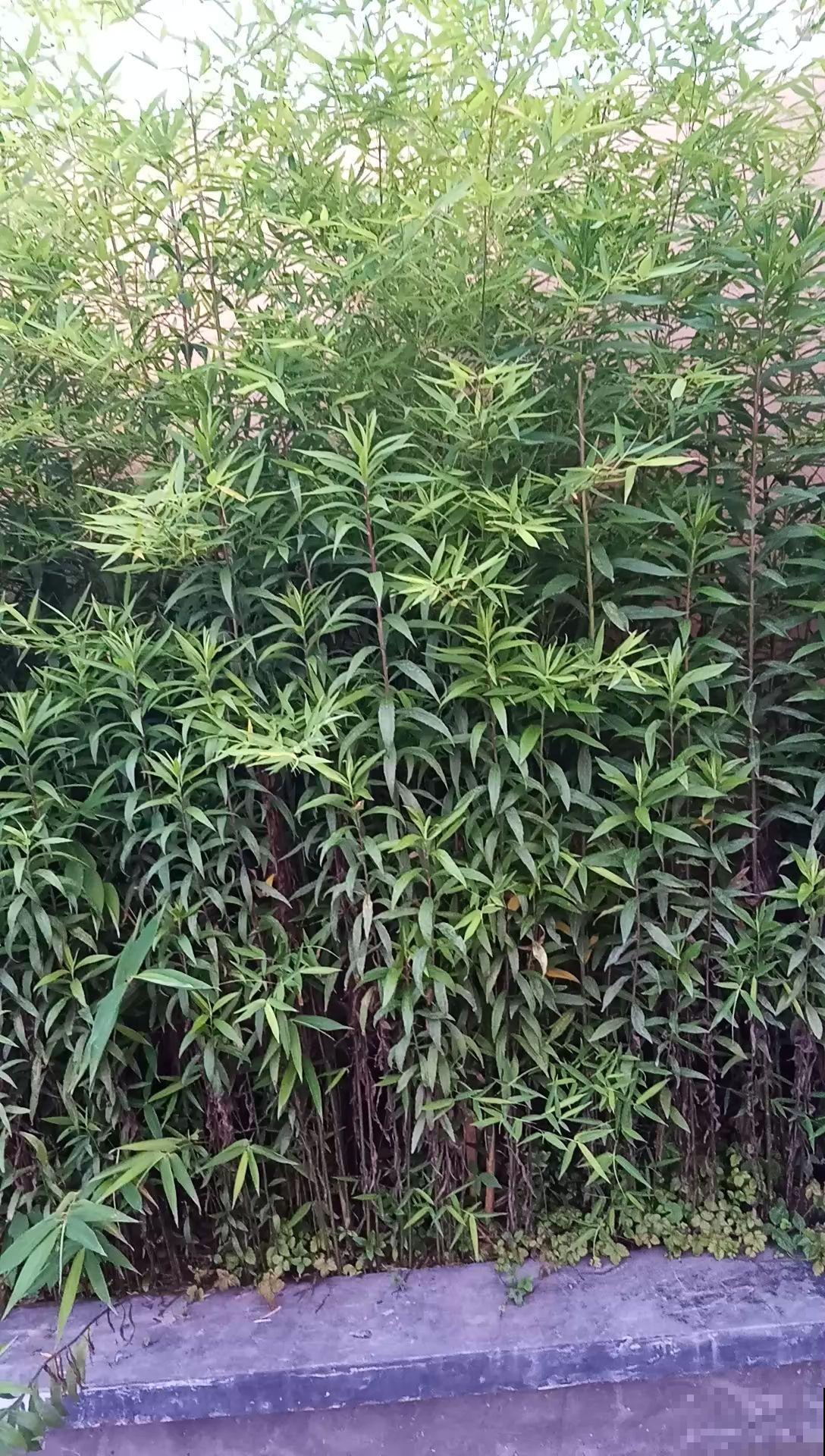 院里种棵“护家树”，开花红得像火，越养越有福气