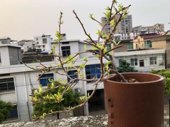 早春谨防倒春寒，家里的花不能乱剪，剪完今年没花看！