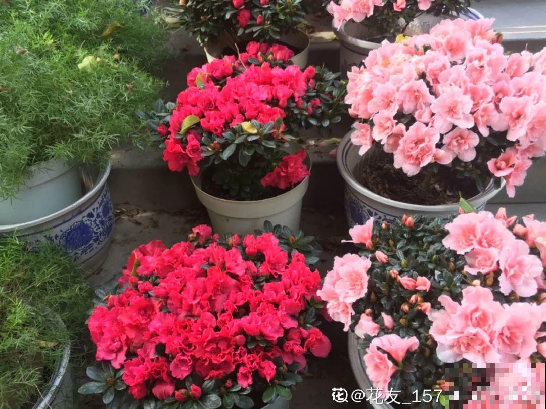 这7种花春天别乱剪，手太勤快了，反而春天不开花！
