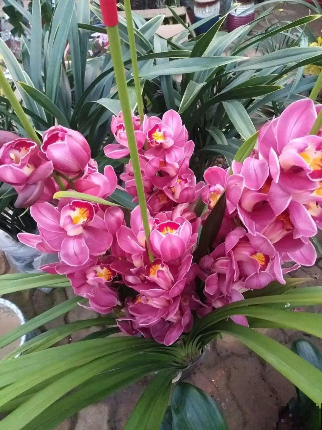 18种过年花，随便挑着养，“鼠”你新年最有钱！