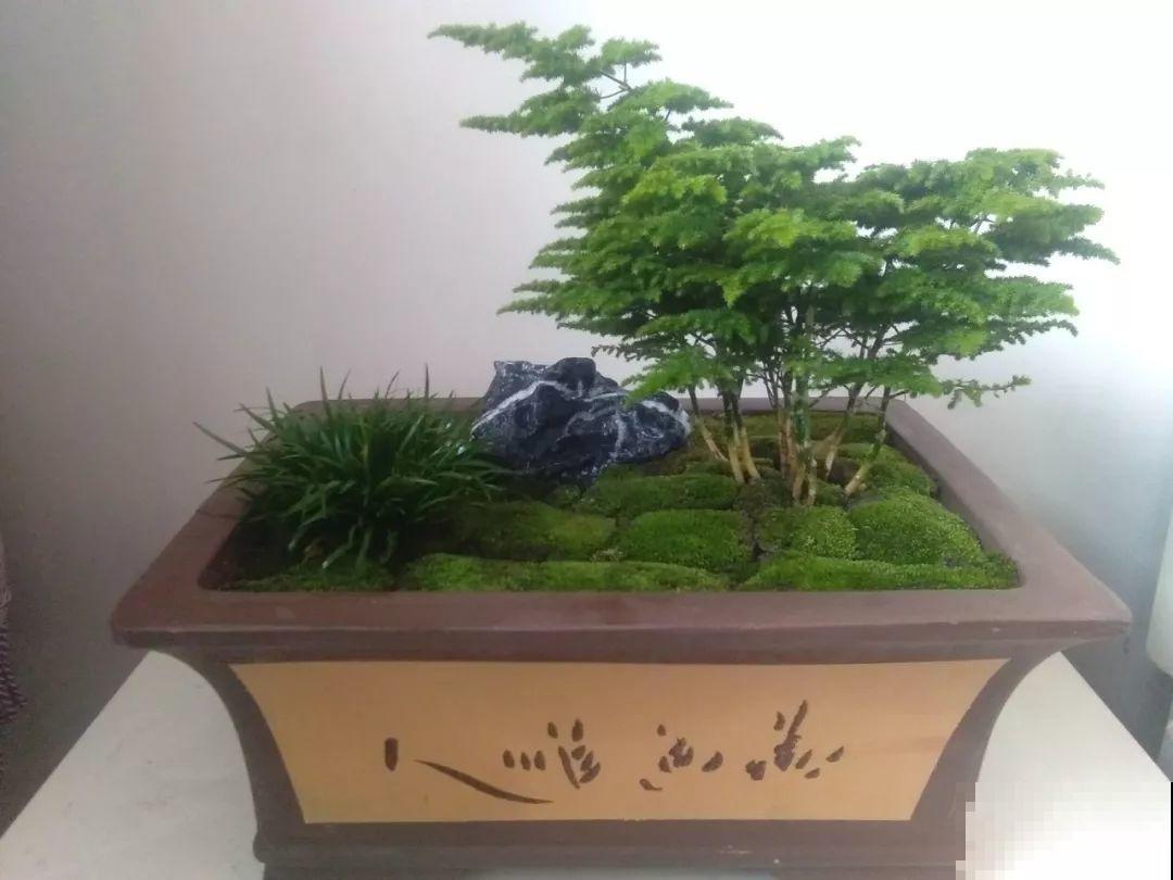 这花就用小盆养，盆越小越开花，比大盆更值钱！