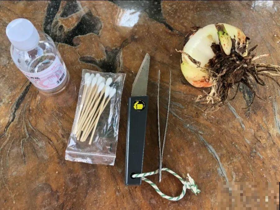 姐姐种的花一直没动静，根上长个黑窟窿，难怪不开花！