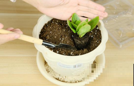 现在扦插2种花，成活率超高，开春不用再买了！