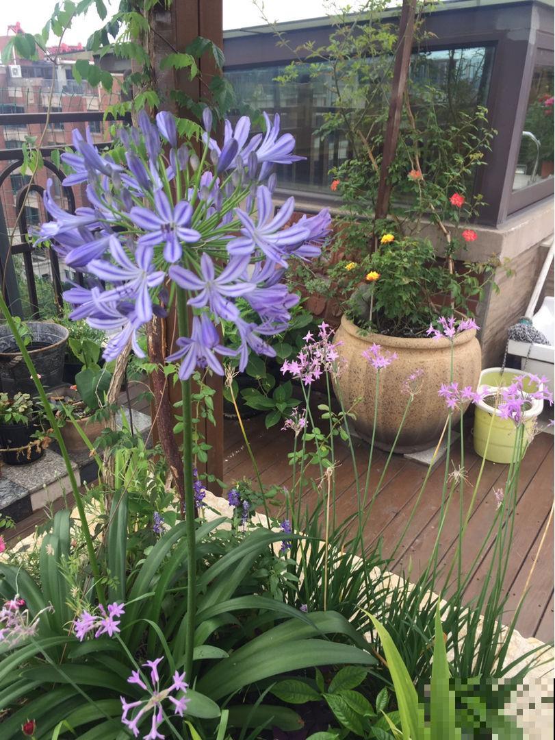 这花被误认为“蓝色君子兰”，开花特漂亮，一根枝能开50朵花