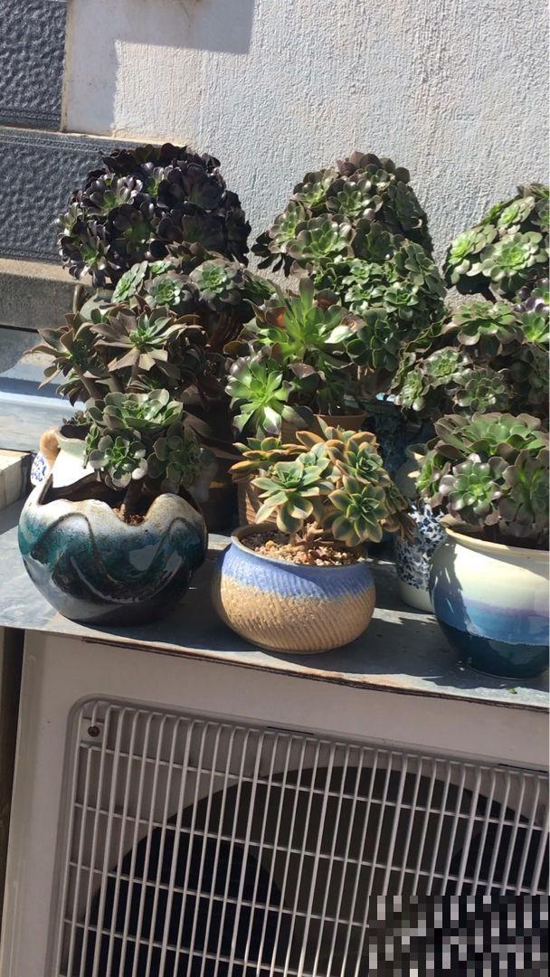 初春养花，这4点要注意，否则花熬过冬天，死在春天