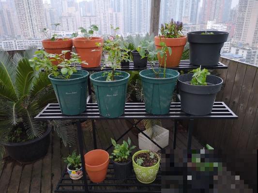 这花养一棵就能爬满墙，比月季三角梅都好看，邻居看了也羡慕！