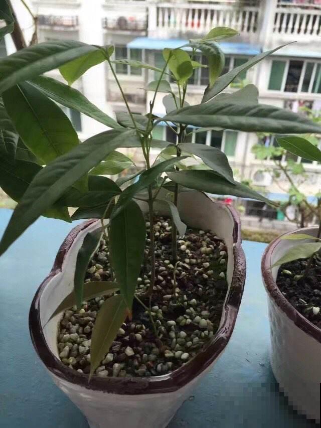 爱养花的人注意，这东西扔花盆里就长叶，丢了你就吃大亏