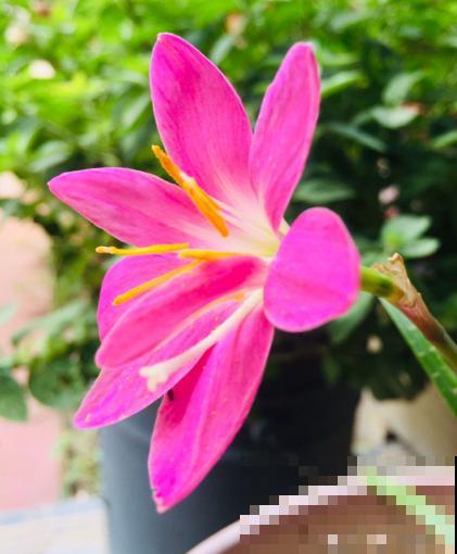 这花太能生了，一年挖出一麻袋，满院子都开花！