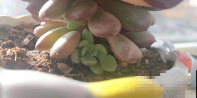 注意，多肉只是看起来“萌”，它的内心比谁都“浪”！