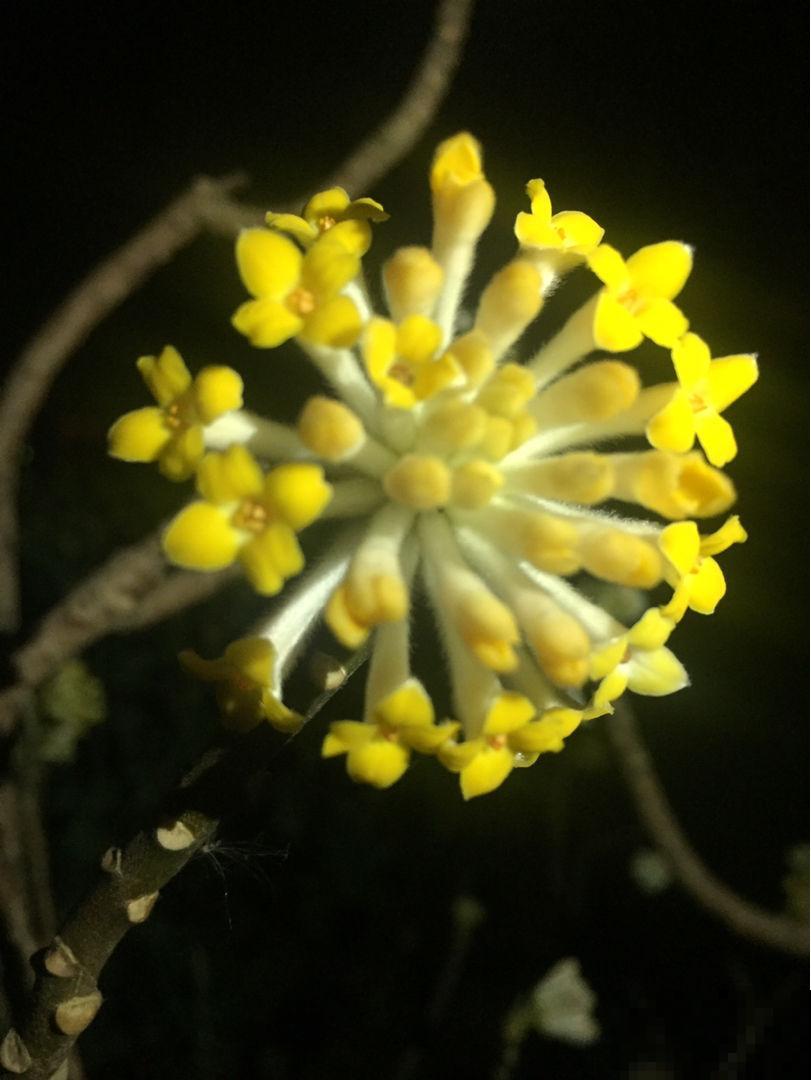 这种“新奇花”，开花满屋飘香，还寓意“喜结连理”
