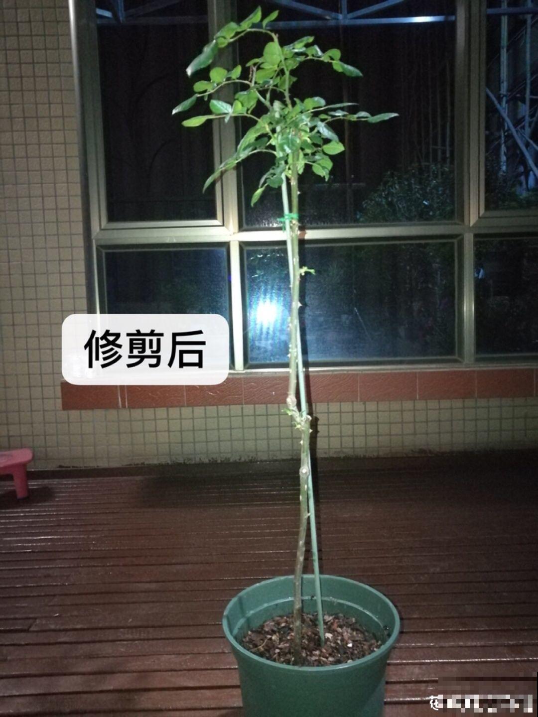 3棵茶花绑一绑，1年变成大老桩，懒人也能养成！