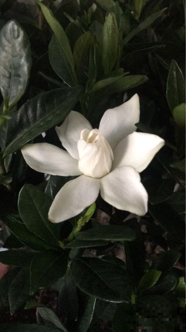 最爱“吃醋”的花，给它喝点醋才高兴，越喝叶子越油亮