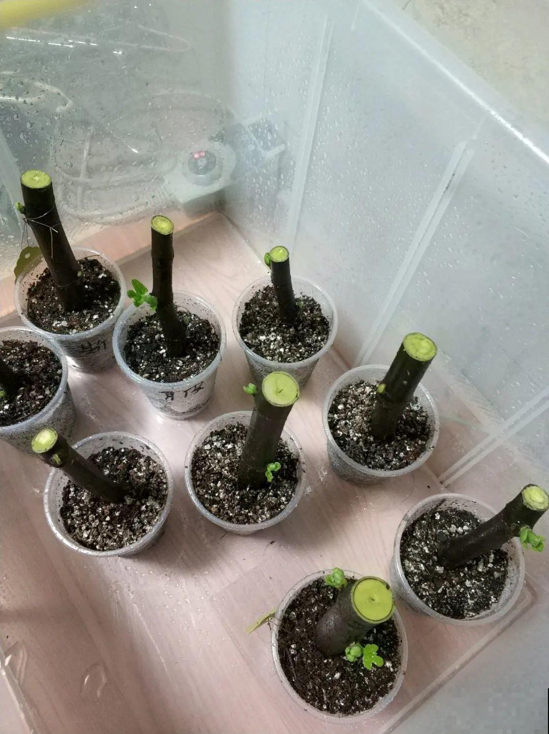大粗杆插土里，7天生根，当年结果压弯枝，不用买水果了！