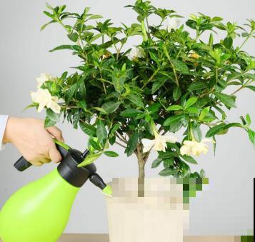 温水浇花有什么后果？现在知道还不晚！