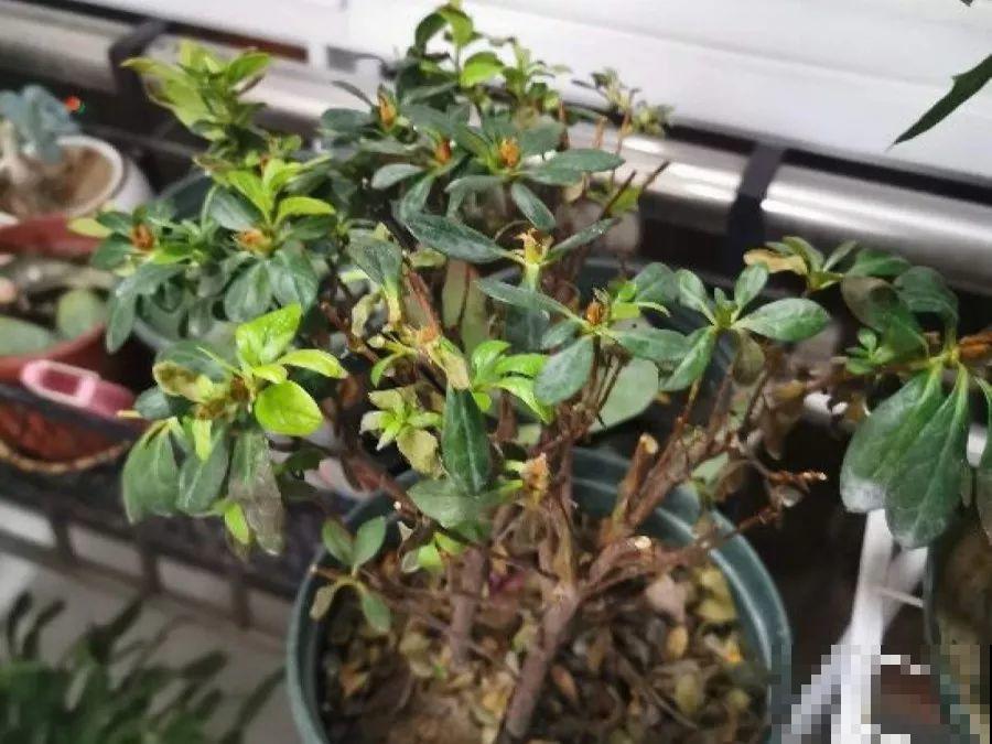 这花公认难养，买回家没开两天，叶子发黄全都往下掉！