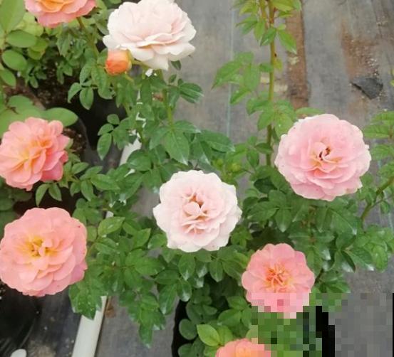 家里这花太神奇，开花后会变颜色，跟颜料染过似的！