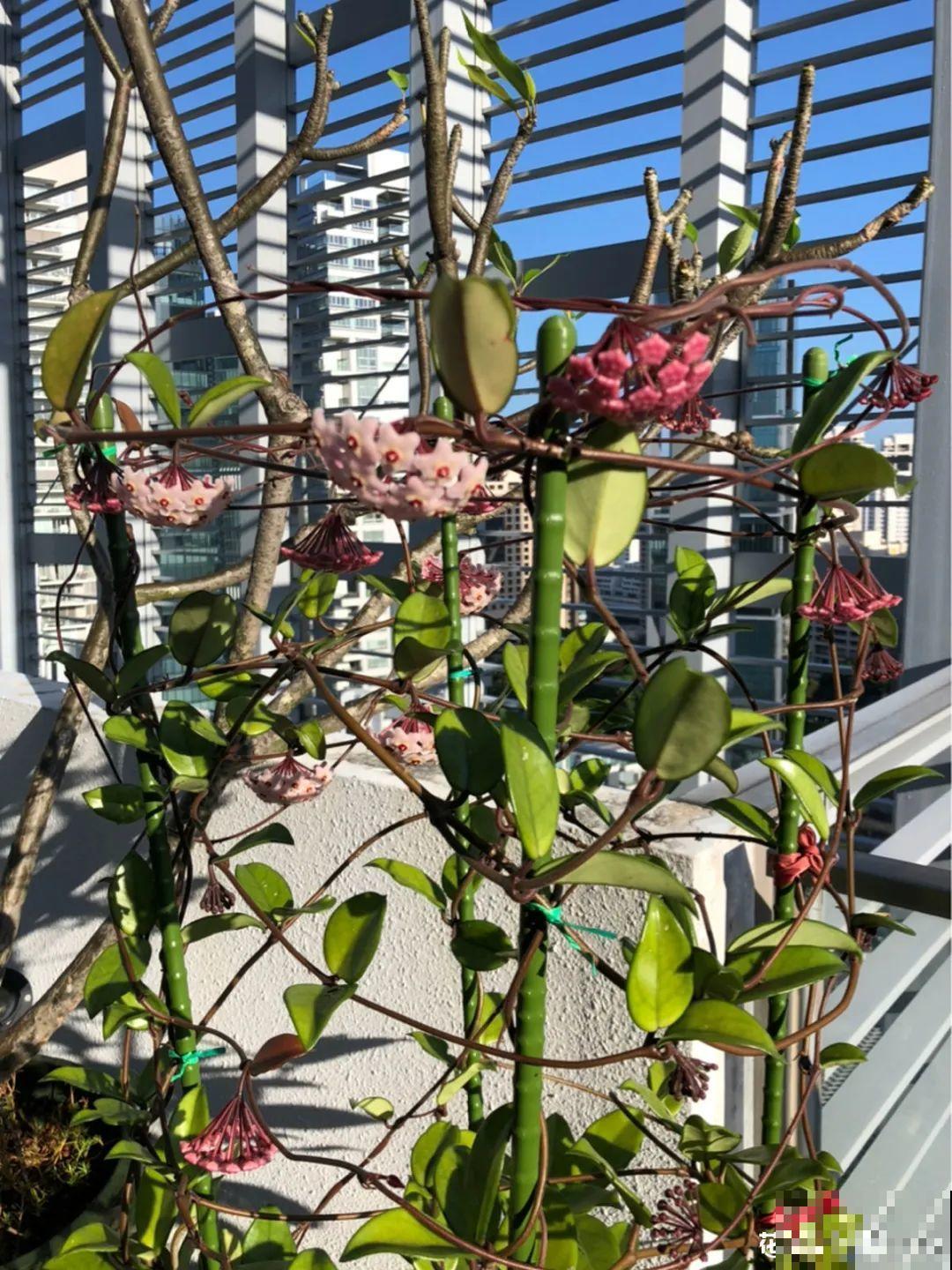 这花超耐阴，没光也能爬满墙，依次开花几十朵！