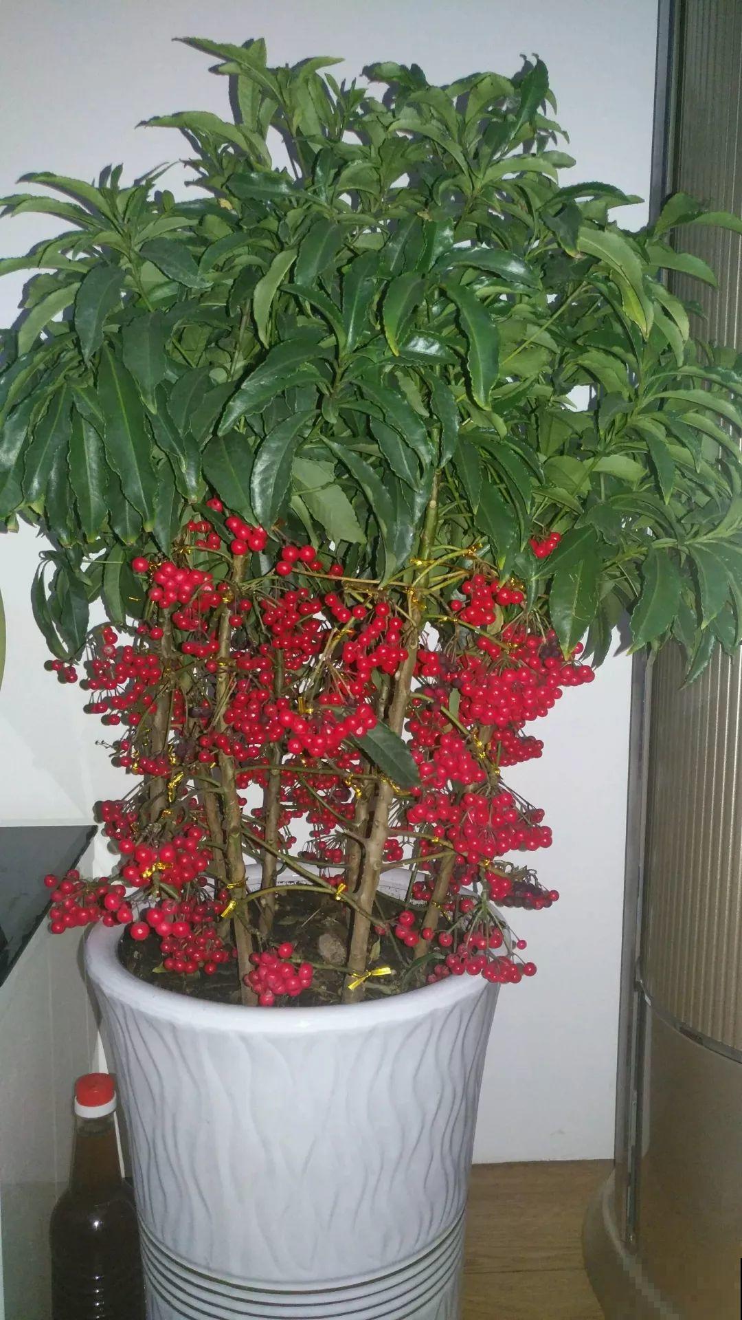 18种过年花，随便挑着养，“鼠”你新年最有钱！