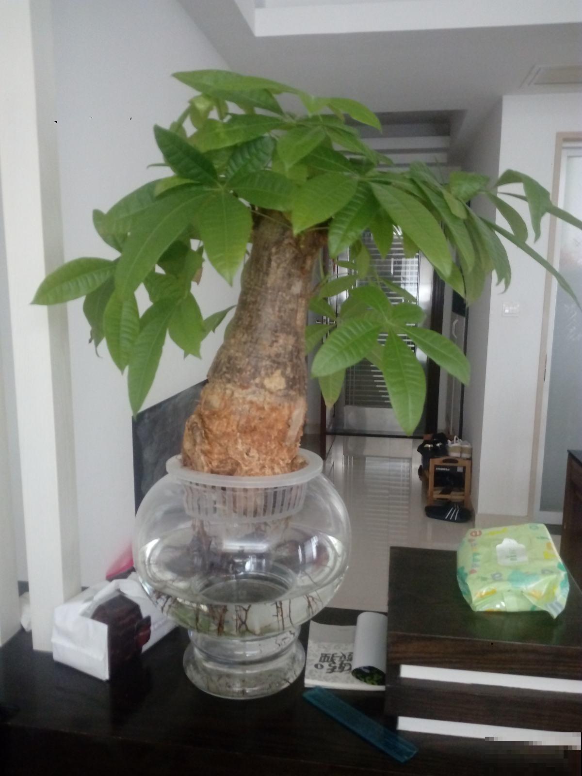 总是养死的花，那就放水里养，呼呼冒出“豆芽根”