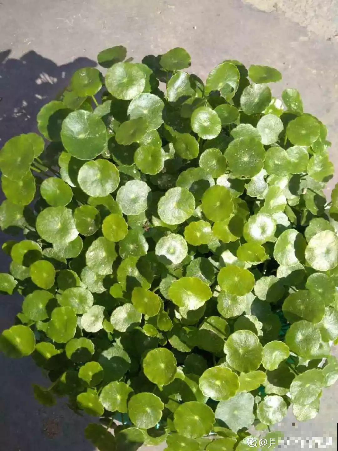 18种过年花，随便挑着养，“鼠”你新年最有钱！