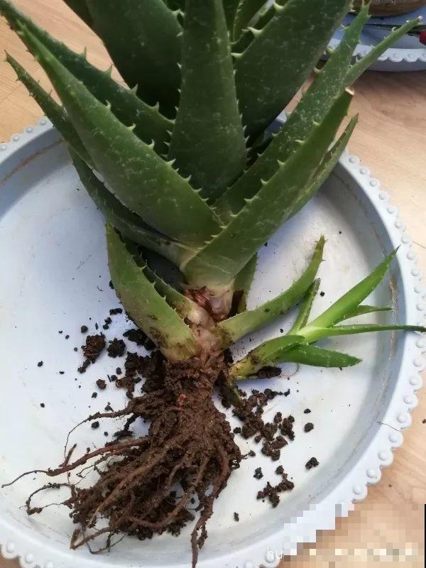 25年的芦荟，长成胳膊粗大老桩，年年开出“吉祥花”！