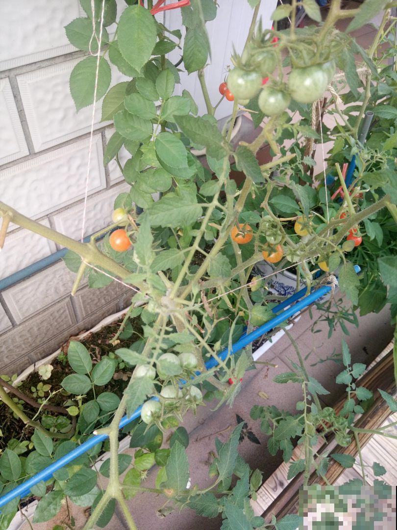 “3种菜”养在阳台，半个月长一茬，掐下一把就能炒菜
