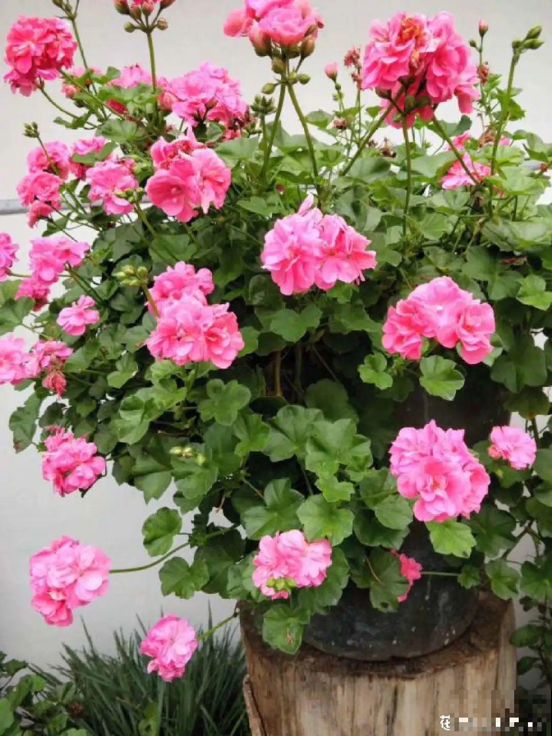 春天养花就选玛格丽塔，花期长、花量大，爆满小阳台！