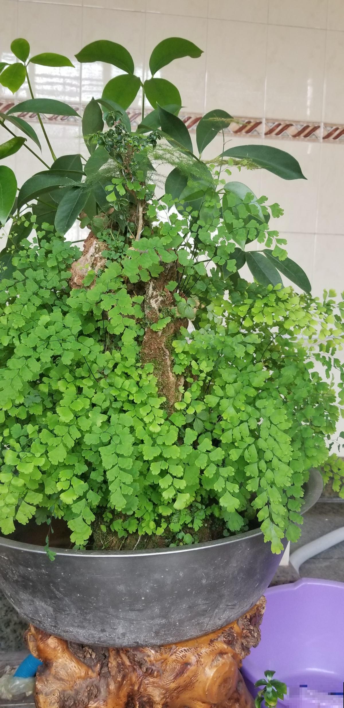 把花种在“石头上”，价格翻一倍，别人给钱都不卖